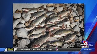 Utah chub illegally introduced at Millsite Reservoir puts bluehead sucker population at risk [upl. by Naj]