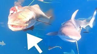 Using BULLETS on Fish UNDERWATER Hundreds of SHARKS Come After Us [upl. by Derward]