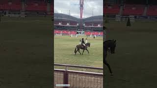 Sydney Royal Easter Show equestrian horse showhorse [upl. by Annavas408]