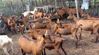 FUI VISITAR UMA CRIAÇÃO DE CABRAS LEITEIRAS EM BOQUEIRÃO NO CARIRI PARAIBANO lidianaleandro6416 [upl. by Accever]