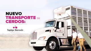 Nuevo Transporte de Cerdos Topigs Norsvin México [upl. by Antin]