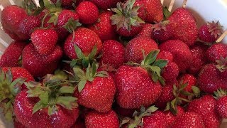 Report on Archer Strawberries [upl. by Lederer]