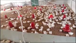 Poultry Farming  ব্রয়লার মুরগি পালন পদ্ধতি  Project Shonarga  Day 19 Video 56 [upl. by Nannerb]