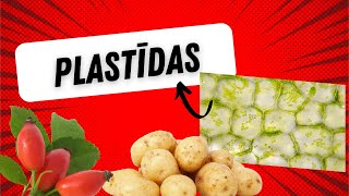 Plastīdas hromoplasti hloroplasti leikoplasti  Plastids [upl. by Bridie10]