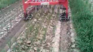 Precision Weeder demonstration in Pakistan  System of Rice Intensification SRI [upl. by Udale]