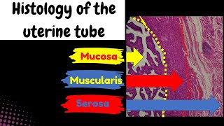 Histology of the uterine tube  mucosa muscularis and the serosa layers [upl. by Christoforo]