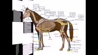 Osteología de un equino con Dheikson Bergmann [upl. by Werner]