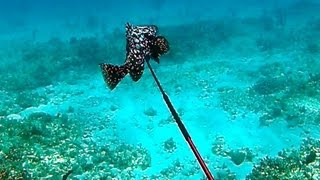 Spearfishing Rare Marbled Grouper  Bahamas Part 2 Teds HoldOver [upl. by Gambrill]