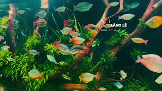 Rainbow Fish VN  Thay nước mùa nắng nóng  Phan Phuc [upl. by Lierbag]