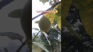 Belauti 🍐🤭 subscribe kumpayvlogs10 [upl. by Maguire861]