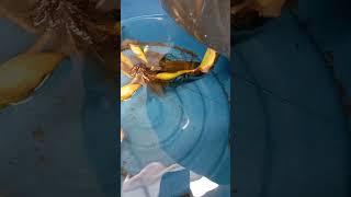 CRAYFISH Hatching Tanks without Oxygen or Filter [upl. by Sonafets]