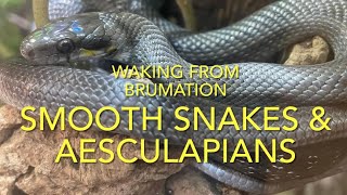 Smooth snakes AND Aesculapians [upl. by Robbie]