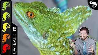 Green Basilisk The Best Pet Lizard [upl. by Dnomra]