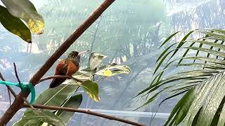 Hummingbird Aviary BEAUTIFUL birds San Diego Zoo 4K [upl. by Evalyn]