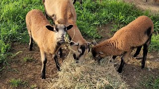 American Blackbelly Sheep [upl. by Dyanne522]