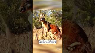 Runaway Durango Roo Roams Colorado Streets shorts [upl. by Angela]