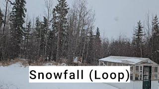 Snow Falling Video  Snowing Background  Snowfall Ambience  Small Farm Life [upl. by Enilekcaj819]