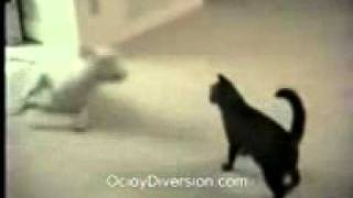 Dog Vs CatToxicWapcom [upl. by Debby]