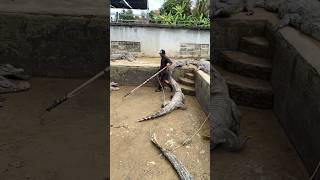 This enormous crocodile surprised him by wanting to bite him while he was moving [upl. by Adnof]