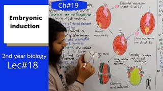 Embryonic induction  2nd year biology MDCAT Federal board urduhindi Ch19  Lecture18 [upl. by Yenal]