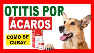 Mi perro SACUDE MUCHO su CABEZA ¿Qué es OPTER y para qué sirve [upl. by Nitsirc]