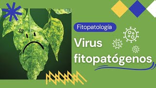 Virus fitopatógenos  Características  Enfermedades en plantas causadas por virus [upl. by Elwyn692]