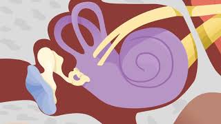 How the Ears Work  Nemours KidsHealth [upl. by Erual481]