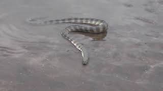 Đẻn mỏ Hooknosed sea snake Enhydrina schistosa Beaked sea snake [upl. by Croteau]