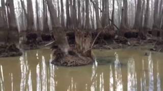 Cheniere Lake with the water almost drained [upl. by Emma539]