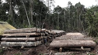 Illegal logging in the jungle [upl. by Karlise2]