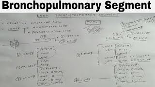 Bronchopulmonary Segment of Lung  TCML [upl. by Etak111]