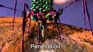 Infection by a bacteriophage T4 [upl. by Tychonn]