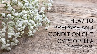 How to Care for Gypsophila  Wholesale Flowers and Academy  Triangle Nursery [upl. by Moynahan]