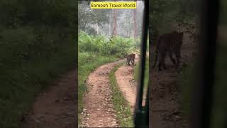 Kabini Nagarhole Tiger Sighting kabini wildlife kabiniforest [upl. by Armillia]