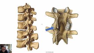 lumbale wervelkolom [upl. by Nawed]