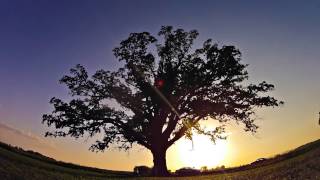 McBaine Bur Oak Time Lapse [upl. by Agripina204]