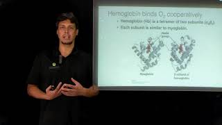 Topic 612  Myoglobin vs hemoglobin [upl. by Clercq]