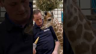 Jonge giraffe de fles geven in BurgersZoo [upl. by Nileak967]