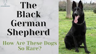 The Black German Shepherd How Are These Dogs So Rare [upl. by Wulf]