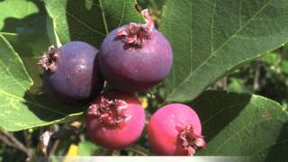 Amelanchier canadensis Serviceberry [upl. by Allerie218]