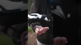 This Magpie dropped the oatball [upl. by Nahgem391]