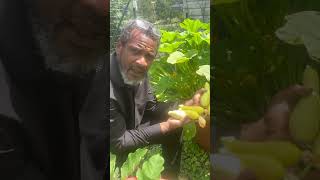 How to grow a continual supply of squash torpedopot garden squash [upl. by Etnauj]