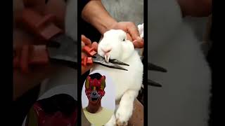 Rabbit teeth trimminganimalsbirdsviralshortsreaction [upl. by Lodnar714]