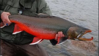 Facts The Arctic Char [upl. by Letisha371]