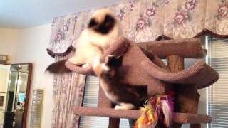 George the Birman Cat teaches Molly the Calico Kitten manners [upl. by Ybrek]