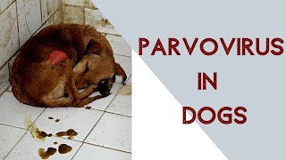 Parvo virus in dogs [upl. by Weiman]