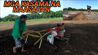 HARVEST NG TALONG AT PAGGAGAYAK SA TARLAC FARM [upl. by Rego100]