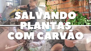 Vlog salvando minhas plantas com carvão ganhei mais uma planta 🌵😄 [upl. by Cannon357]