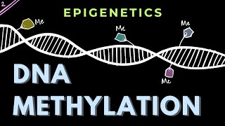 Mechanism of repression by DNA methylation  Part 2  Epigenetics  GATECSIRNET [upl. by Eineeuq]