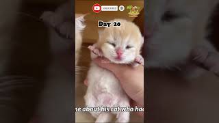 😻 Premature Kitten Growing from Birth to 10 Weeks  Adorable amp Heartwarming Journey 🐾 cat animals [upl. by Christiansen]